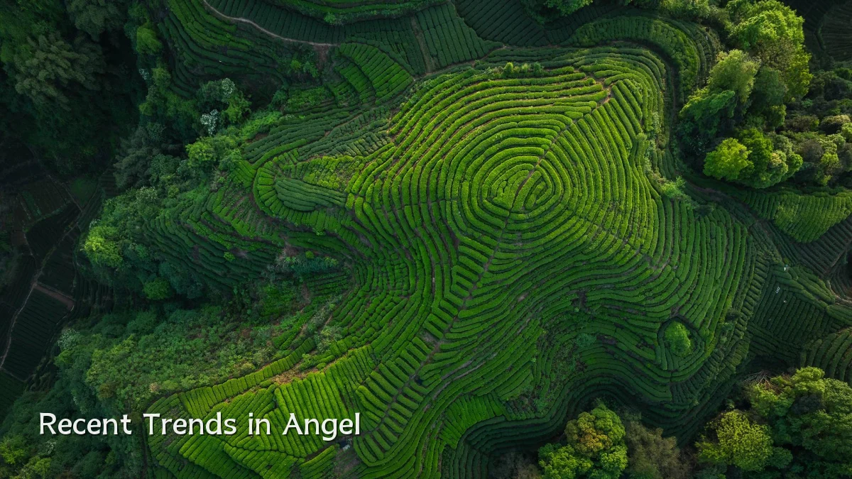 Recent Trends in Angel