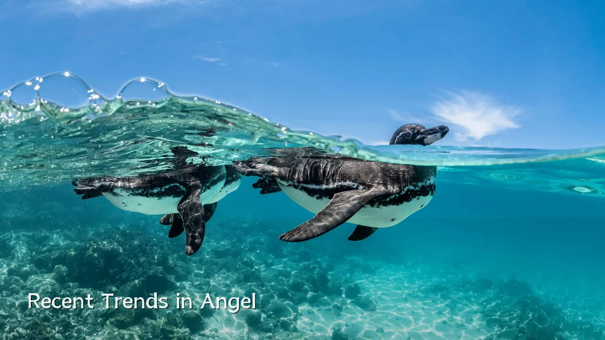 Recent Trends in Angel